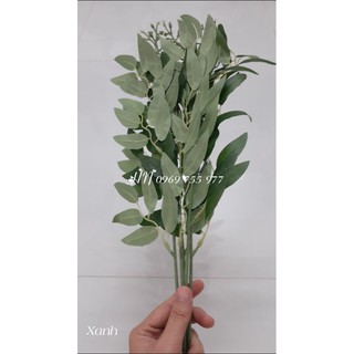 Lá bạch đàn