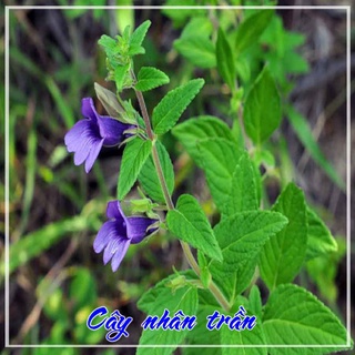 Cây Nhân Trần Khô 1KG