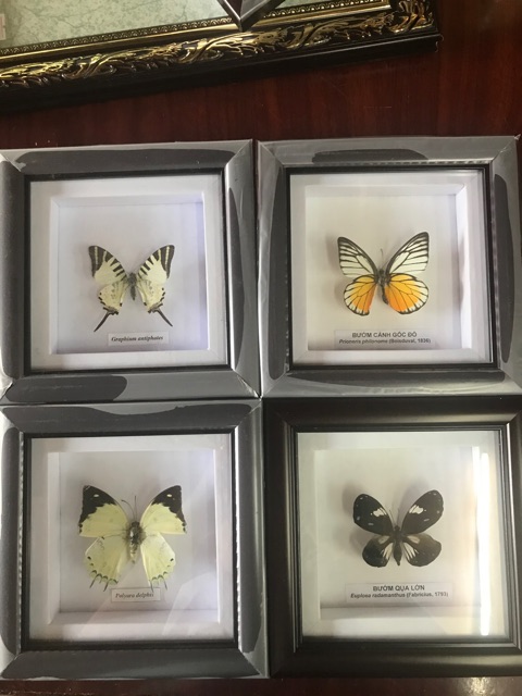 Tranh Tiêu Bản Bướm Khô