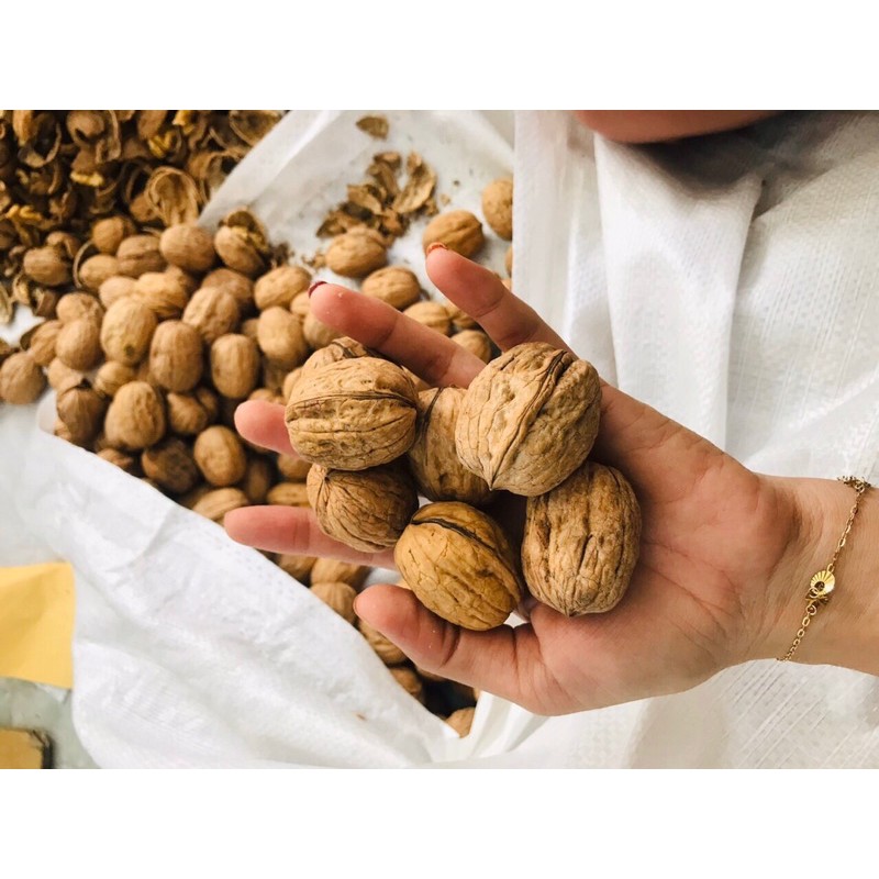 500GRAM ÓC CHÓ VÀNG MỸ CHUẨN LOẠI 1 | BigBuy360 - bigbuy360.vn