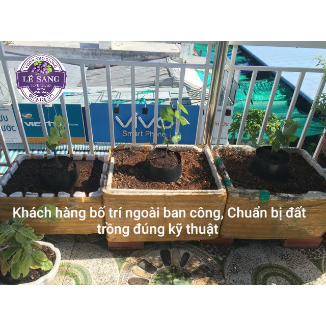 Cây Giống Nho Kẹo.NH01 - 126. Hướng dẫn trồng đến khi ra trái. Mua 2 cây trở lên tặng kèm phân bón.