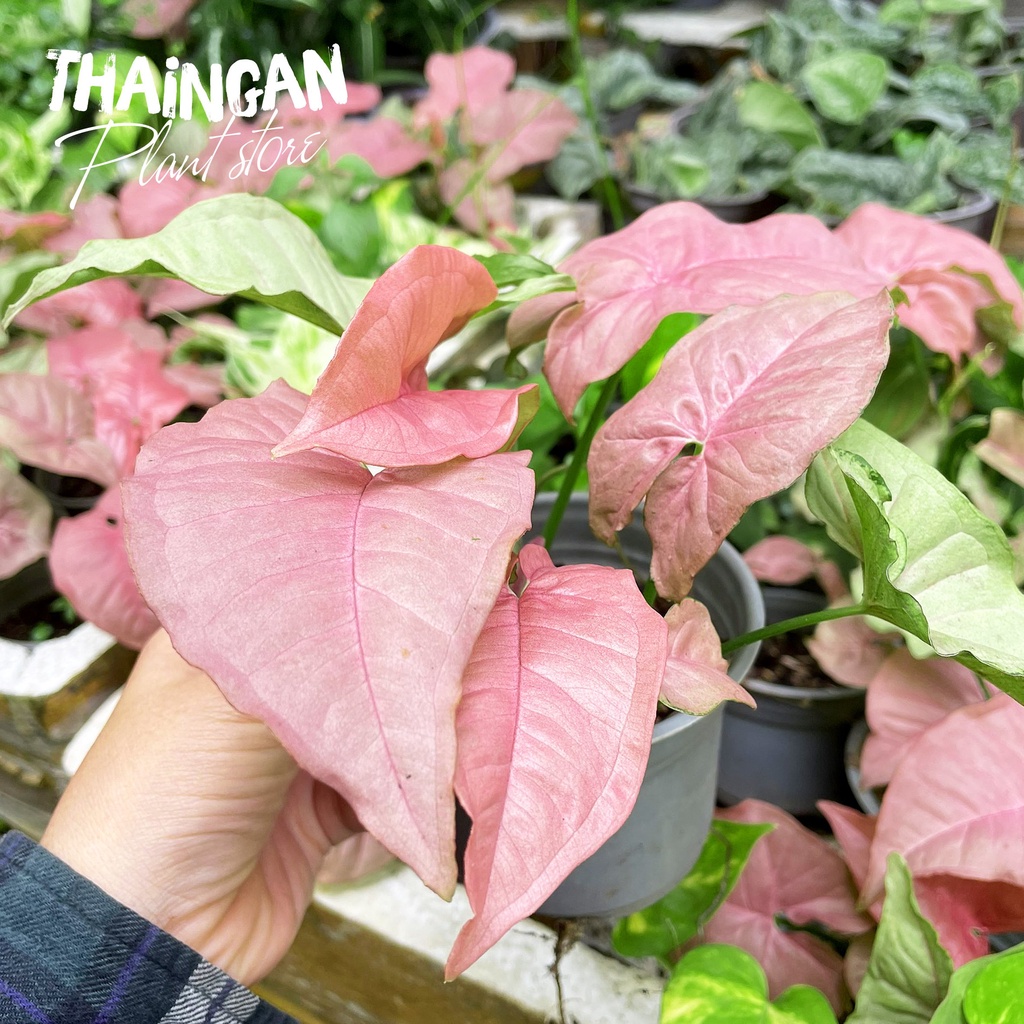 Trầu Bà Hồng Chậu Nhựa - Vườn Ươm Thái Ngân