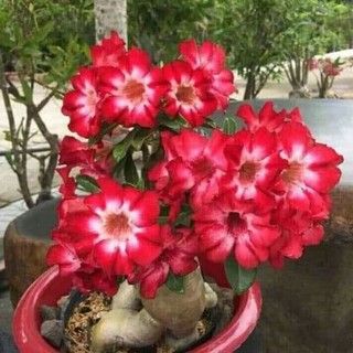 hoa sứ thái kép