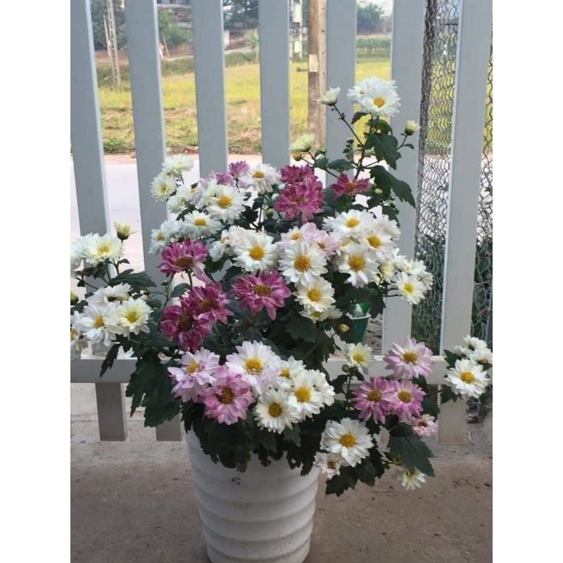 Cây giống cúc đổi màu