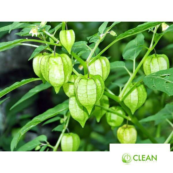 Hạt giống Anh đào đất, cây Thù dù, cây Tầm bóp