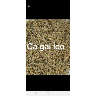 Cà gai leo khô 1kg