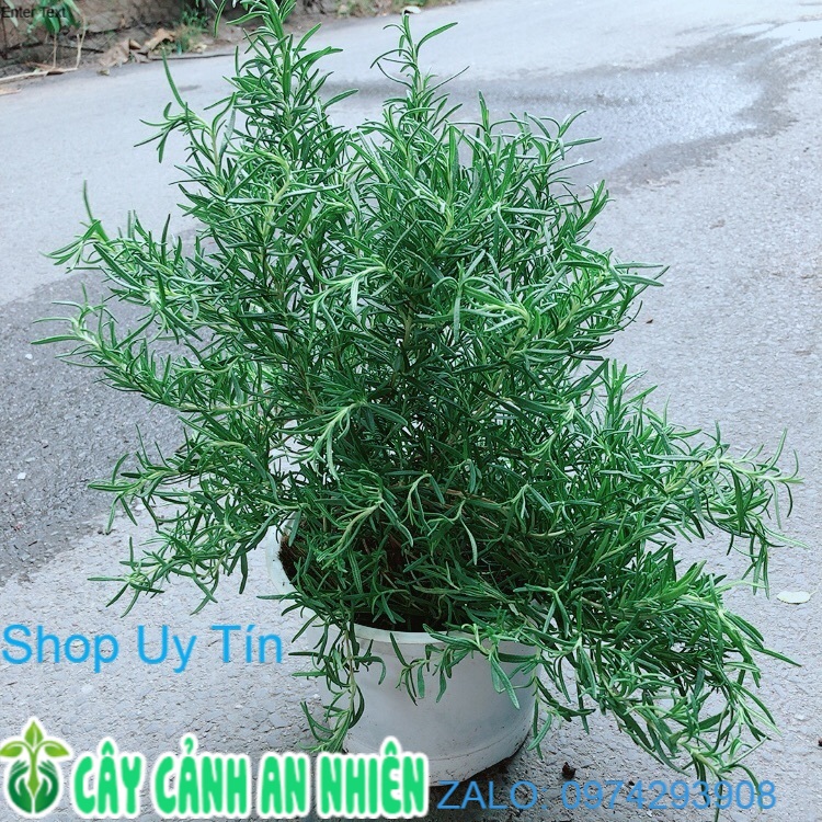 Hương Thảo Size Đại