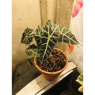 cây nội thất: môn quan âm Alocasia Polly (giá rẻ nhất shopee)