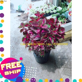 Chậu cây lá gấm đỏ