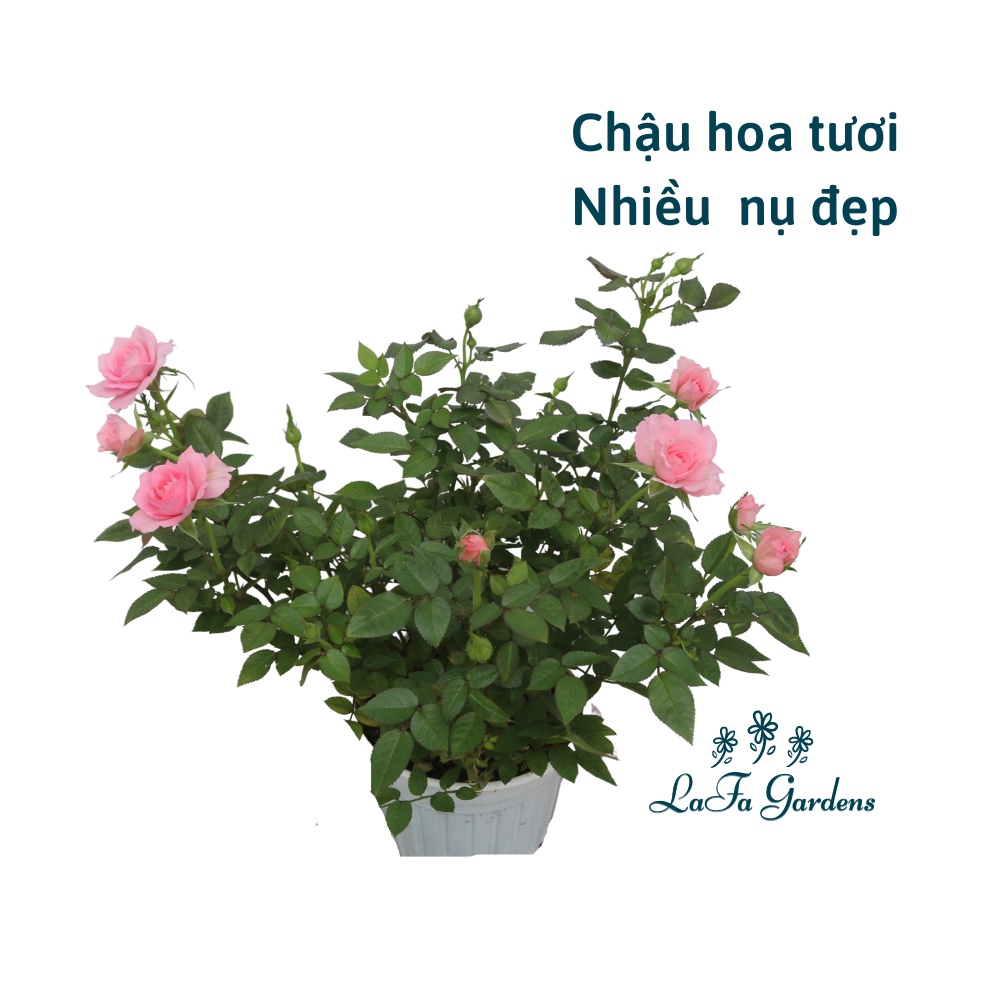 Chậu hoa hồng siêu nụ màu hồng đậm LAFA GARDEN - Quà tặng hoa kiểng 20-10