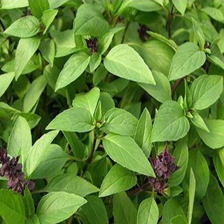 10gram HẠT GIỐNG RAU QUẾ