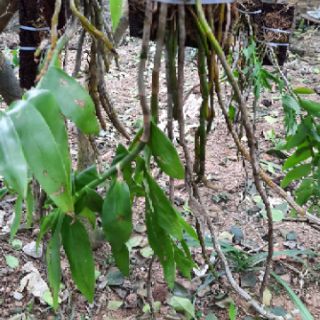 Hoa phong lan phi điệp vàng tây bắc