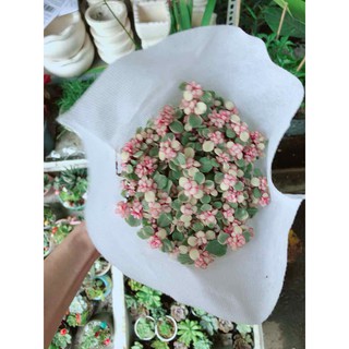 Đô la hồng Bán Chạy