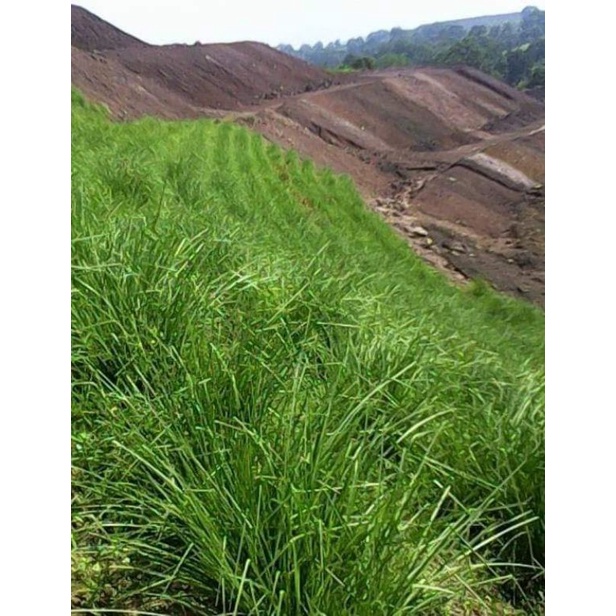 Cỏ vetiver ,Combo 50 bầu cỏ Vetiver. Songkhla3. Thái Lan