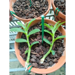 Phi điệp Ám mắt trâu lưng xanh Phú Thọ(hàng ươm kie)