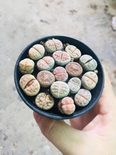 THẠCH LAN (LITHOPS)