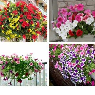 HẠT GIỐNG DẠ YẾN THẢO MIX MÀU