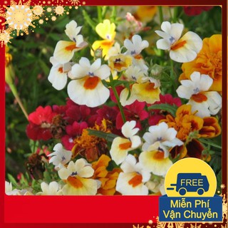 Hạt Giống Hoa Nemesia