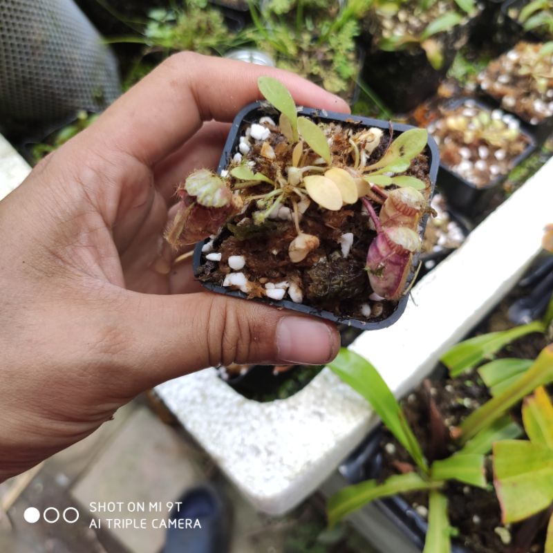 Cây cảnh ấm úc hay ấm đất