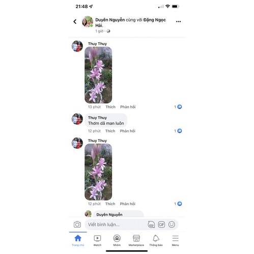 Củ Hoa Huệ Tím Kép Siêu Thơm