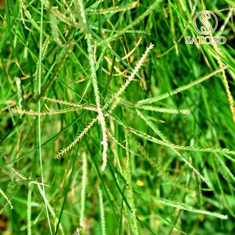 Cỏ mần trầu khô thơm sạch giúp mượt tóc, mát gan, lợi tiểu SATOSO 1kg SA73