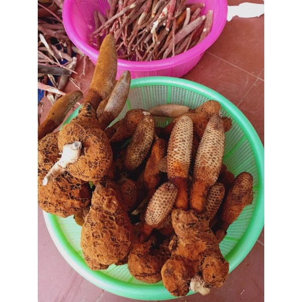 Nấm tích dương