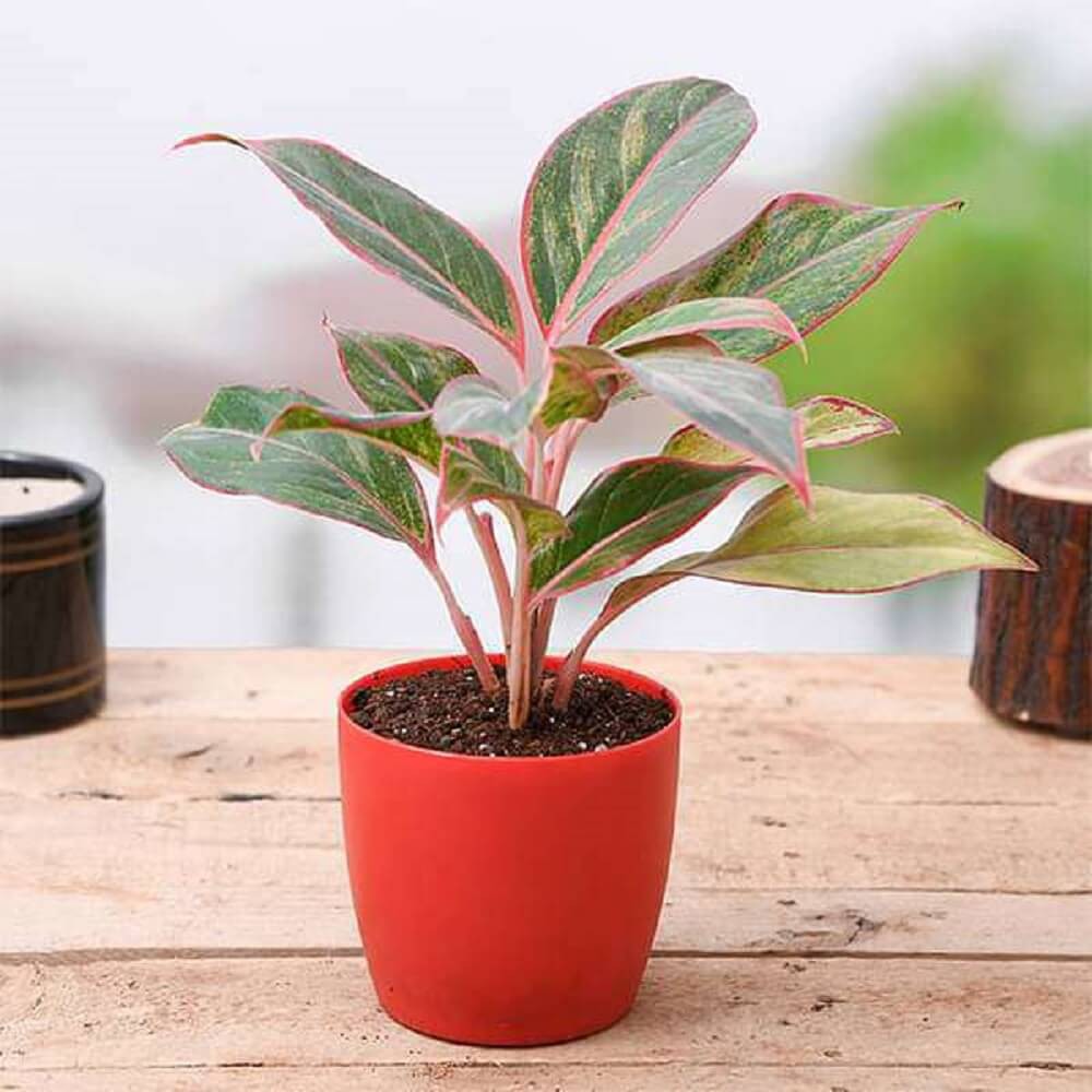 Cây Aglaonema Siam Aurora (Như Ý Hoàng Hậu Siam Aurora) kèm chậu thuỷ sinh hình trụ 2 lớp hồ lô