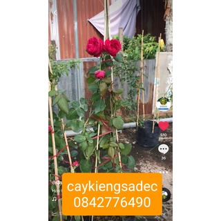Caykiengsadec-Hồng red + tặng phân bón cho cây mau lớn-hoa kiểng lá - trang trí nội thất