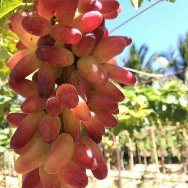 Cây nho giống ngón tay 152, nho xanh, nho đỏ, hạ đen, muscat (mẫu đơn),  lan ngọc đen,Hoàng Kim,Blac