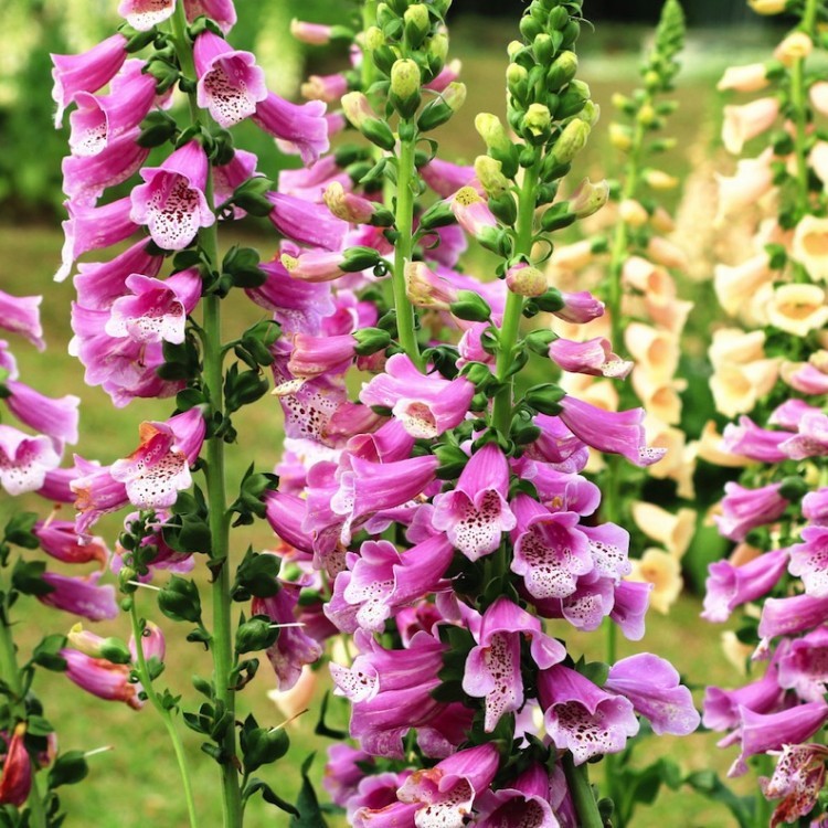 Hạt Giống Hoa Mao Địa Hoàng Mix Nhiều Màu (2000 Hạt) - [MUA 3 TẶNG 1 CÙNG LOẠI]