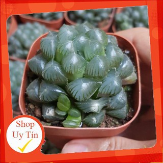 Sen đá cooper lớn🍏 |FREESHIP| 🔥 XỨ NÓNG, ĐÃ THUẦN KHÍ HẬU, KHOẺ ĐẸP 🍏 LỖI 1 ĐỔI 1