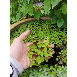 Bèo Tai chuột thủy sinh