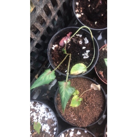 Cây giống môn thiên nga