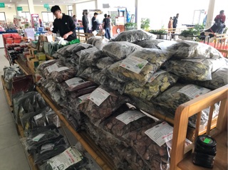 Combo 5 gói trà hồng sâm 500g