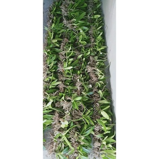 Hoa Lan hồ điệp rừng (2 cây)