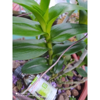 PHÂN BÓN THÔNG MINH TAN CHẬM RYNAN 150g