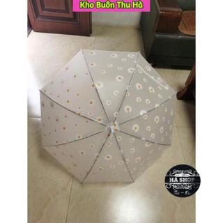 [ FREE - SHIP 50K ]  Ô TRONG SUỐT HOA CÚC