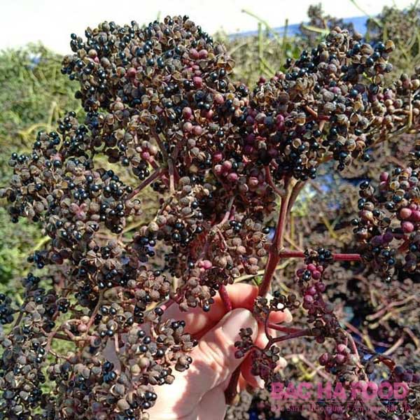 500G Makhaen hạt Mắc Khén rừng ướp thịt nướng Tây Bắc