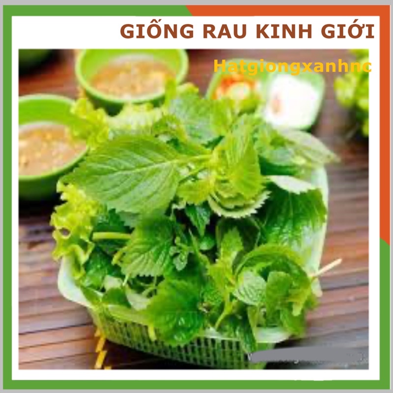 Hạt giống Rau Kinh Giới Dễ Chăm Sóc, Trồng Được Quanh Năm  - Hạt Giống Rạng Đông