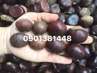 COMBO 3kg hạt dẻ Loại 1