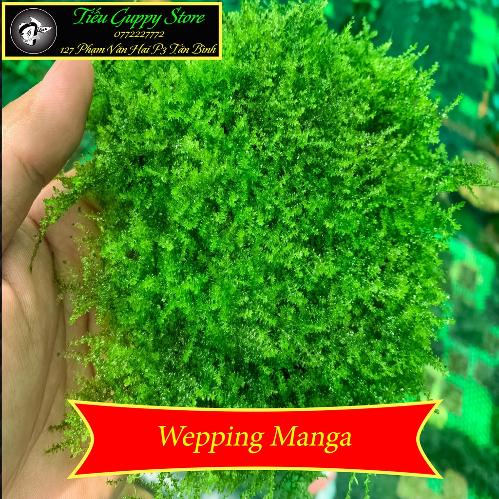 Rêu Thủy Sinh Gắn Lũa, Đá | MINI TAIWAN - US FISS - WEPPING - FLAME - SPINKY - ROSE MOSS