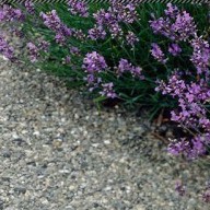 50h Hạt Giống Hoa Oải Hương Lavender ĐẠI GIẢM GIÁ TẾT