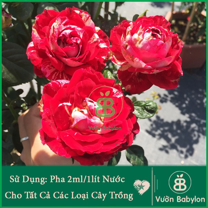 DỊCH TRÙN QUẾ CHO HOA KIỂNG - LAN 100ML