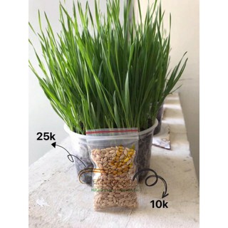 (FREE SHIP) Combo cỏ lúa mì/cỏ mèo/thỏ/chó tự trồng