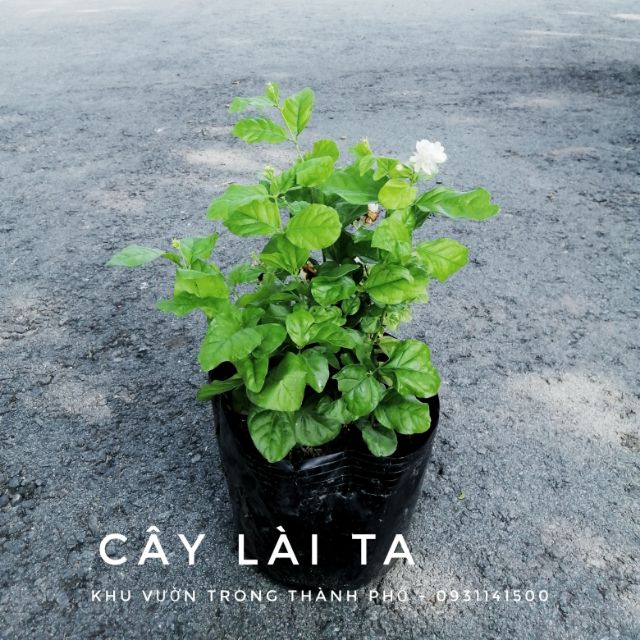 CÂY LÀI TA (lài làm trà)