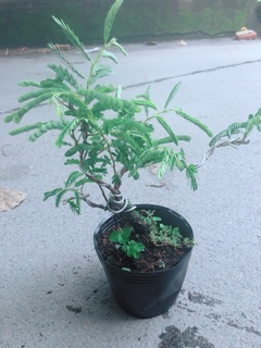 Cây Me Bonsai