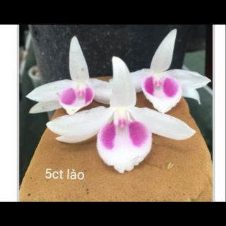 Hoa phong lan - 5 cánh trắng lào