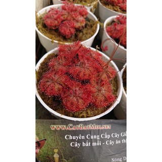 Cây Gọng Vó Đồng Tiền, Burmanii,cây bèo đất