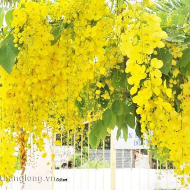 Combo 2 cây muồng hoàng yến