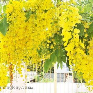 Combo 2 cây muồng hoàng yến